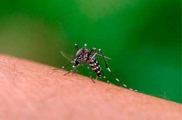 Boletim Epidemiológico: casos de dengue crescem em Pompeia