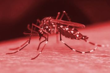 Saúde divulga 2º boletim epidemiológico da dengue