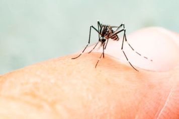 DHS divulga boletim epidemiológico da dengue