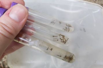 Índice de infestação do mosquito Aedes Aegypti em Pompeia fica em 0,9%