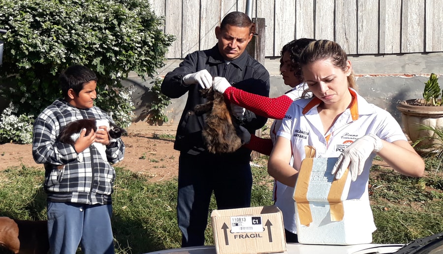 Vigilância imuniza 100% da população de cães e gatos em Pompeia