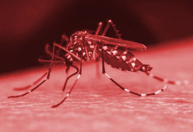 Boletim Epidemiológico | DENGUE