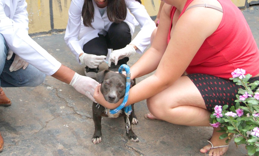 Vigilância inicia inquérito canino para diagnosticar Leishmaniose